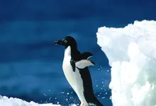 water ice nature wildlife penguins 1280x1024 wallpaper Art HD Wallpaper